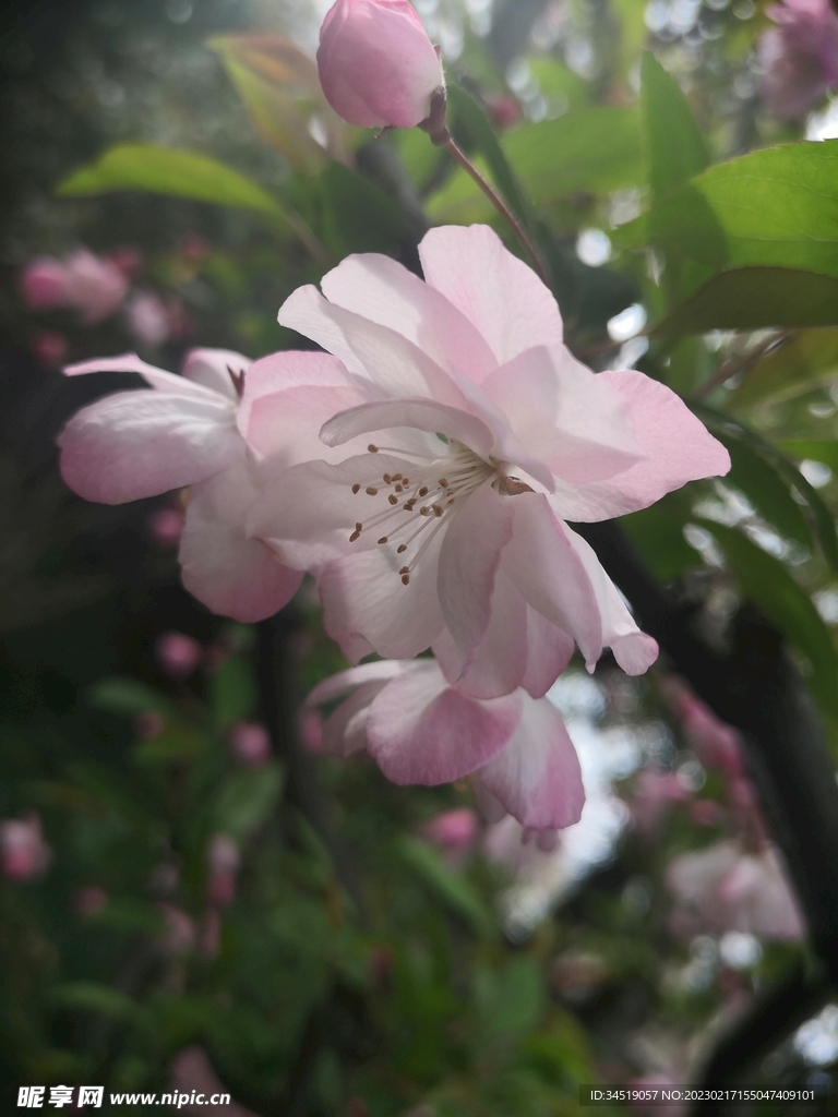 櫻花
