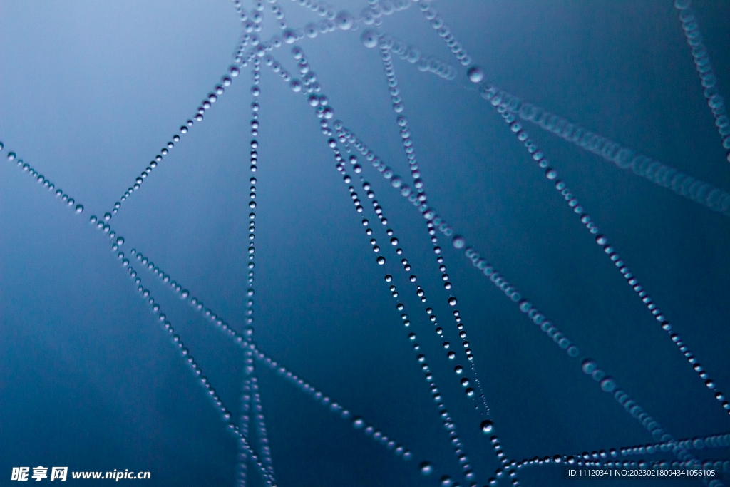 蜘蛛网上连成线的水珠