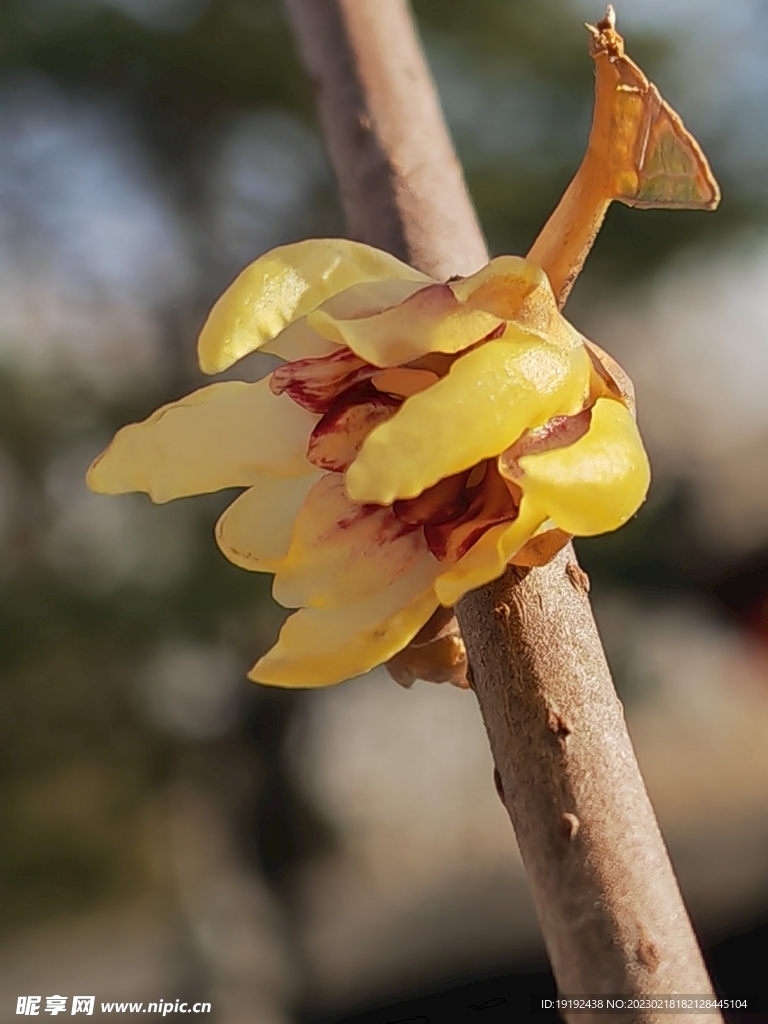 蜡梅花  