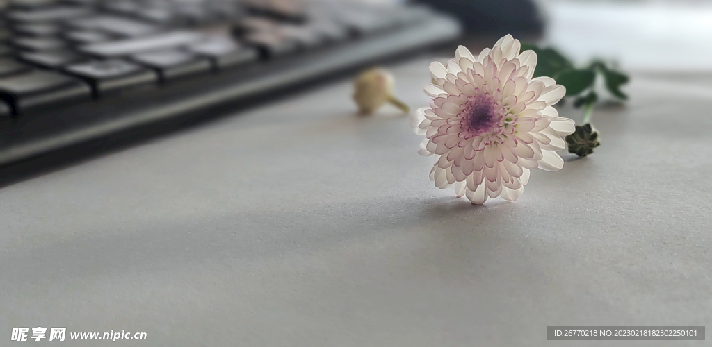 小雛菊