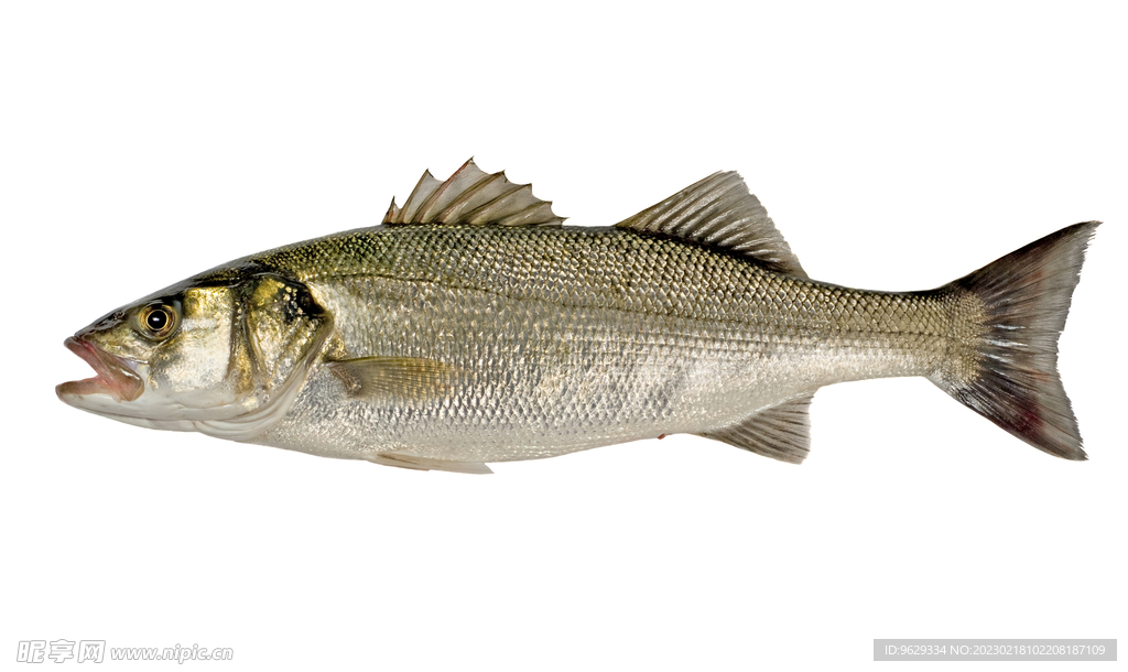 鱸魚