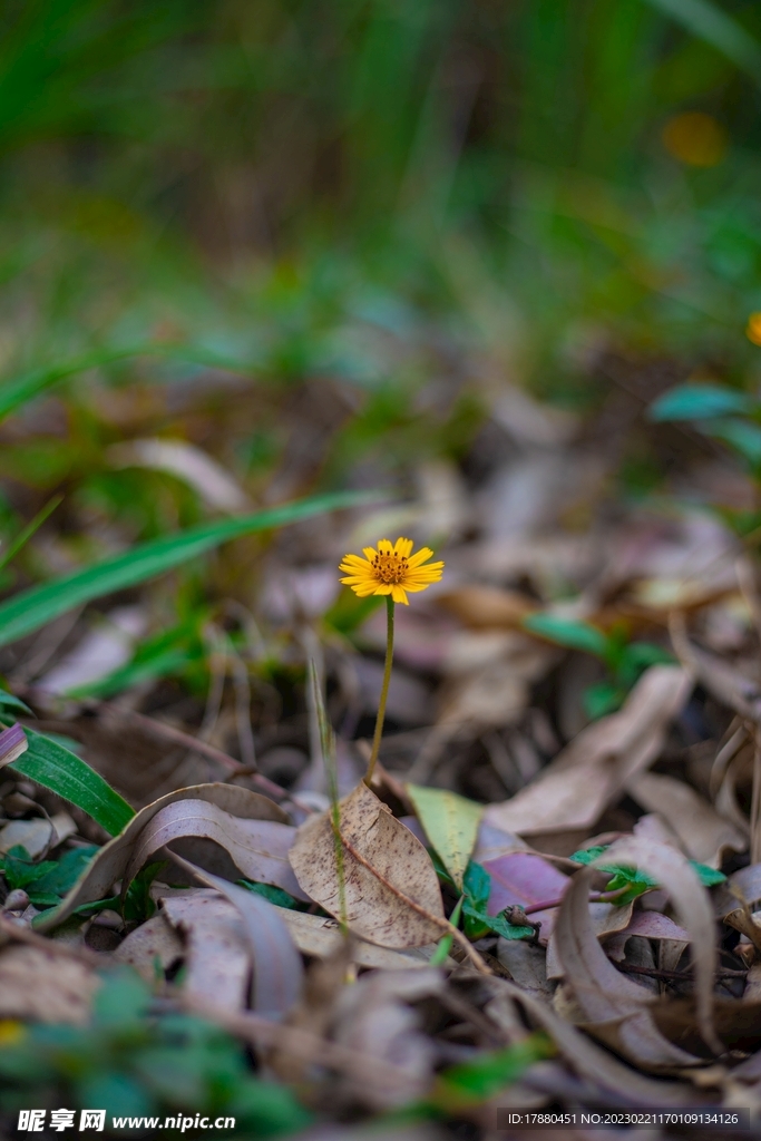 金鈕扣花