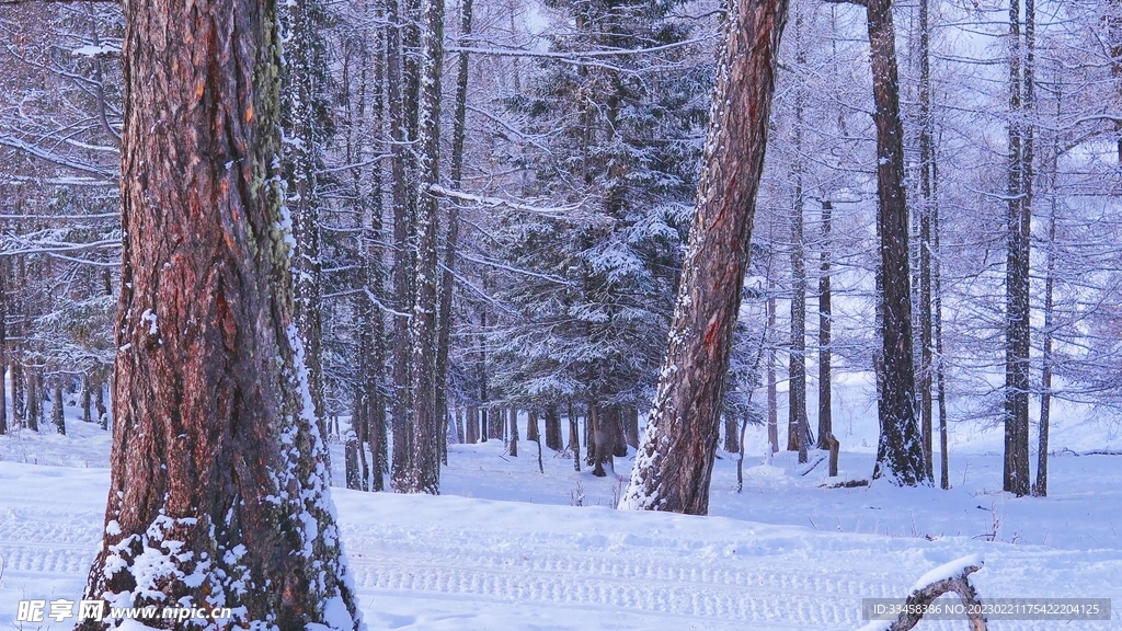 冬季雪地