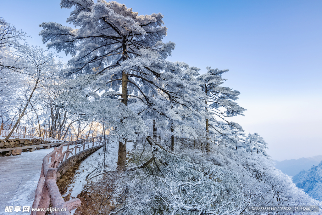 松樹白雪