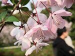 櫻花