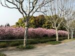 一片櫻花