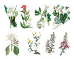 八款矢量手绘草本植物花卉