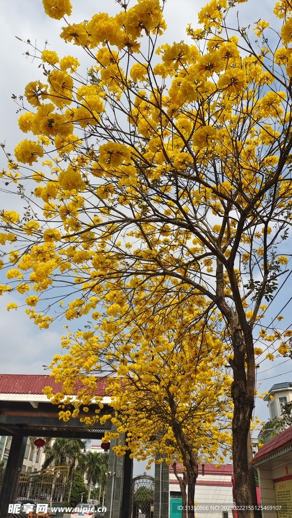 黃花風玲