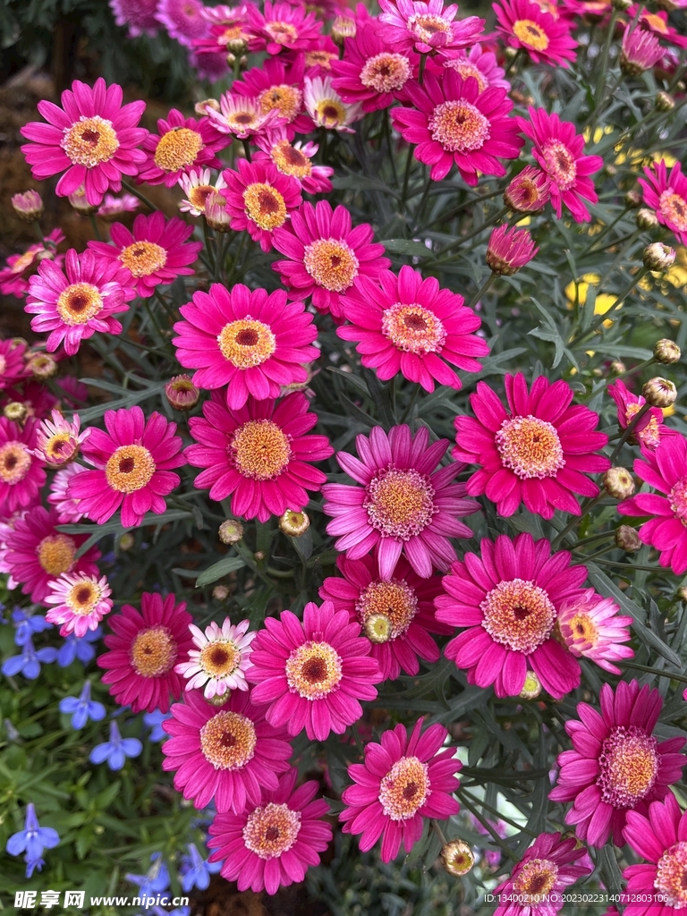 菊