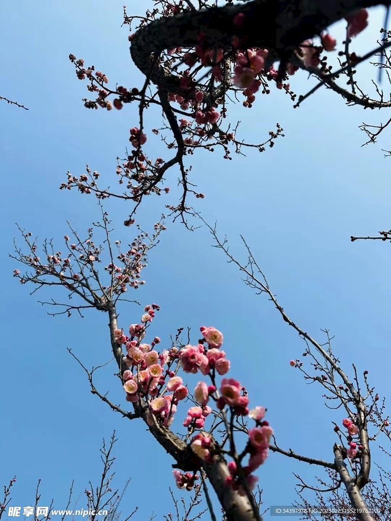 梅花