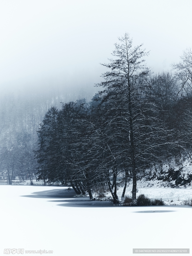 冬季树影图