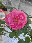 月季花