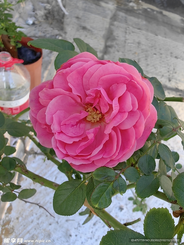 月季花