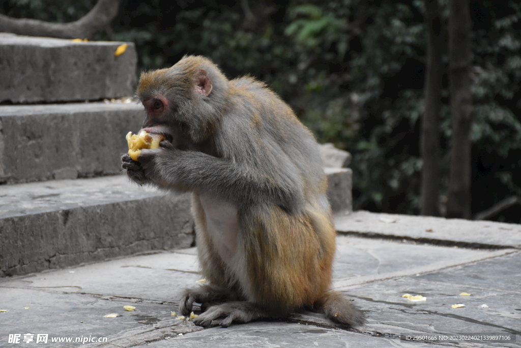 吃水果的猴子