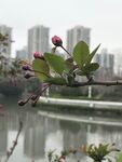 海棠花朵