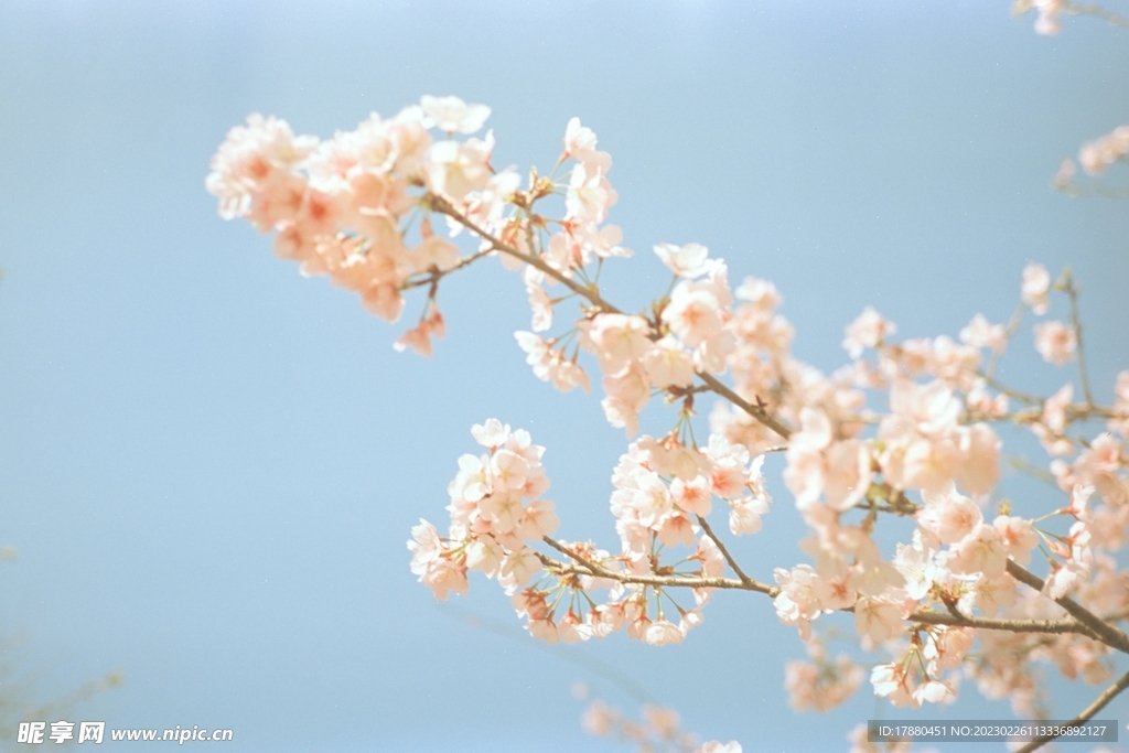 山櫻花