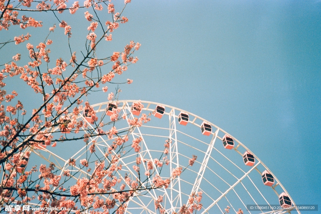 山櫻花