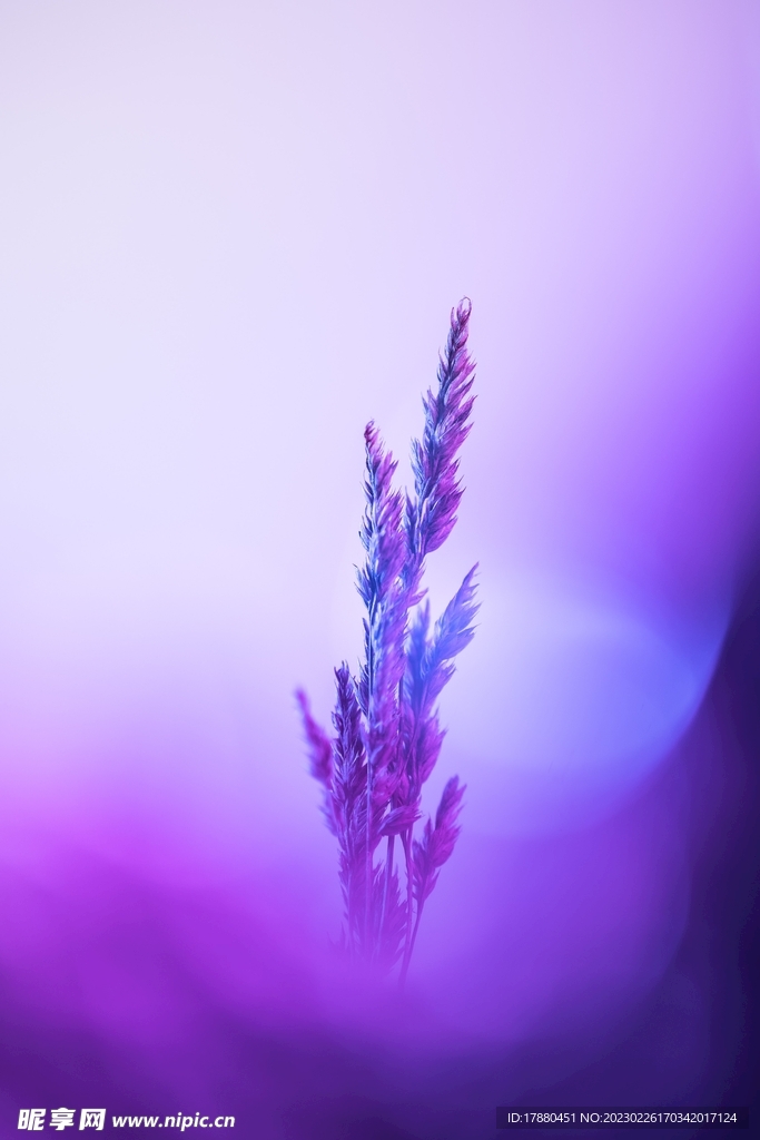 鮮花 野花 花卉 花蕾 花叢 