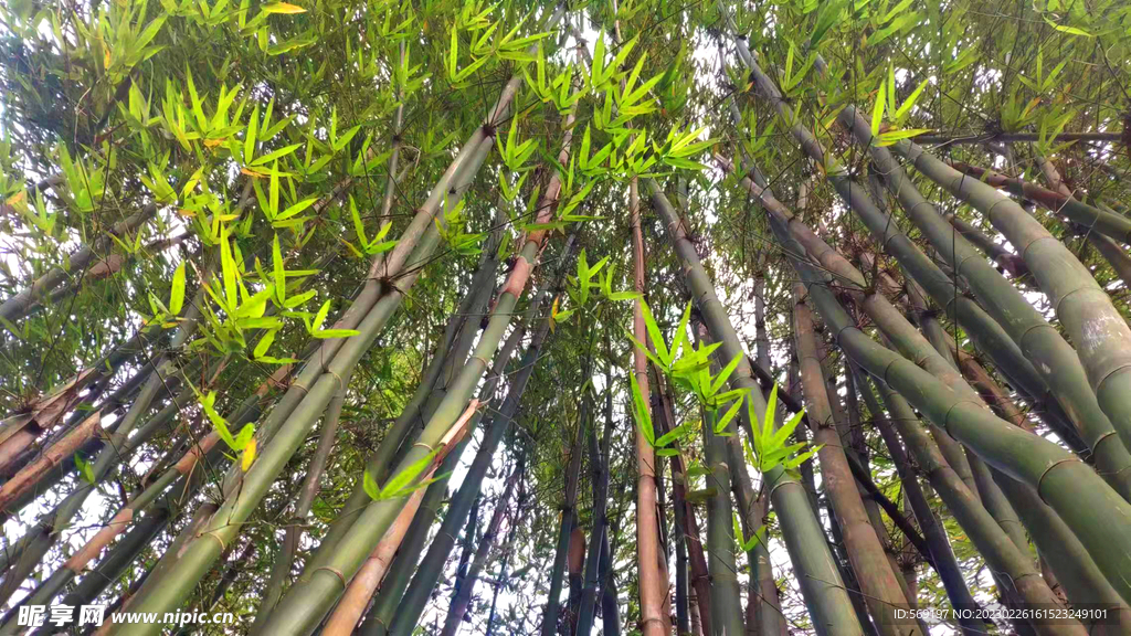 竹子林