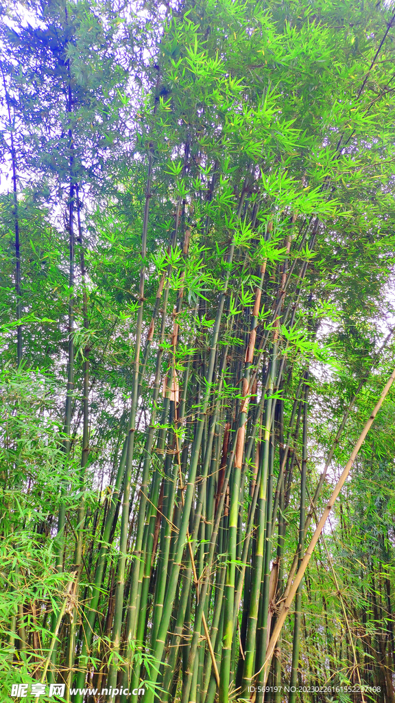 一片竹子林