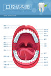 口腔结构图
