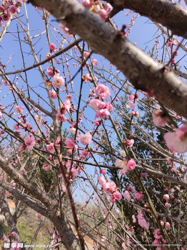 梅花
