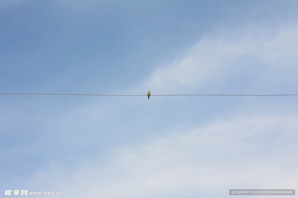 電線上的鳥          