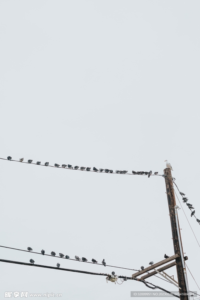 電線上的鳥          