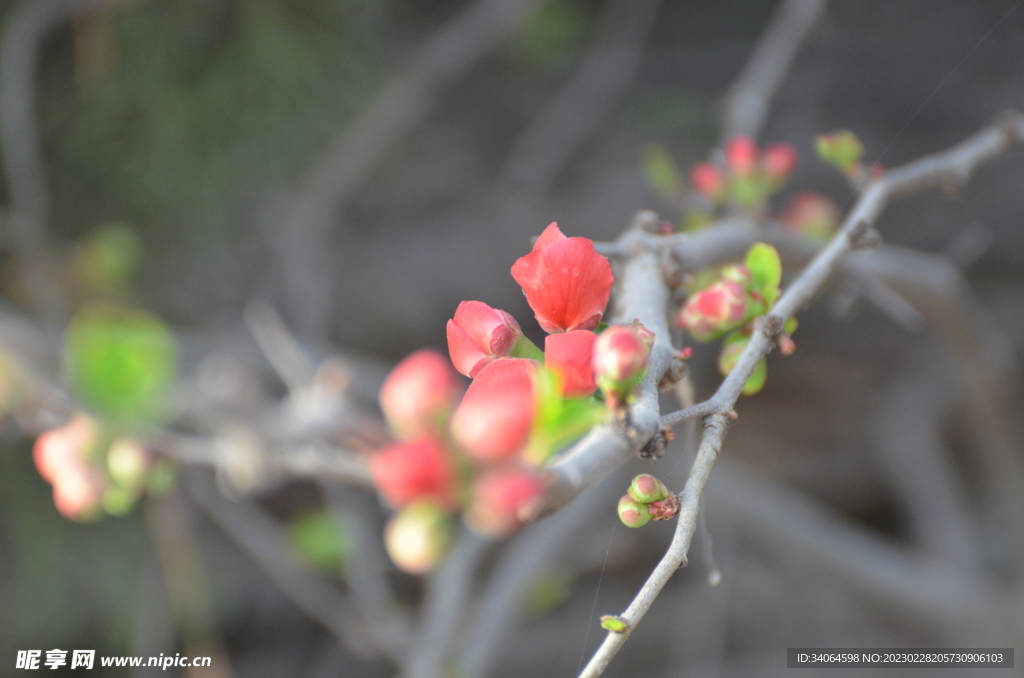 红色海棠花