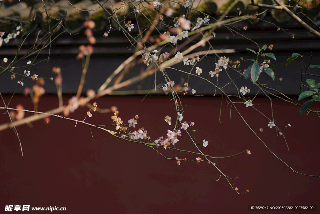 钱王祠梅花