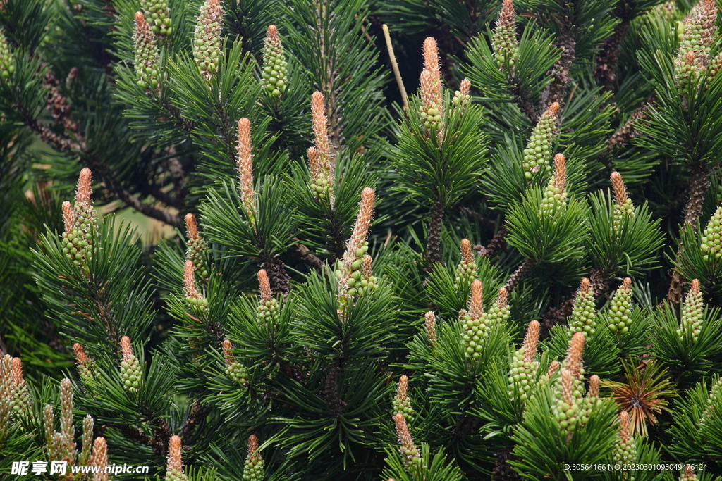 綠色植物松樹