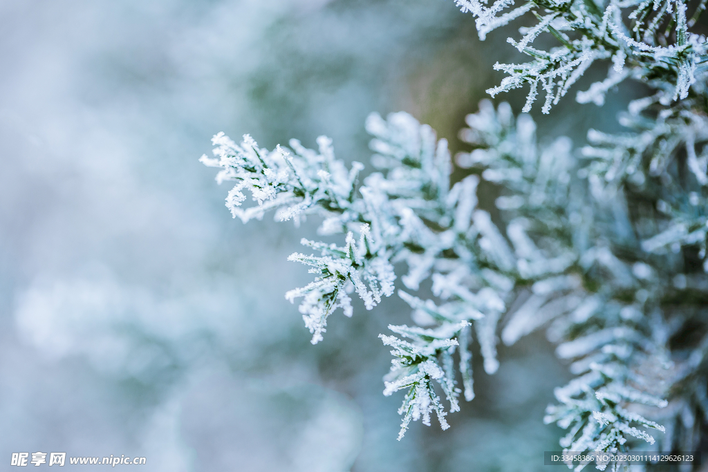 落滿雪花