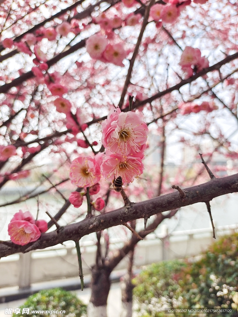 花满树