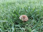 小草与蘑菇