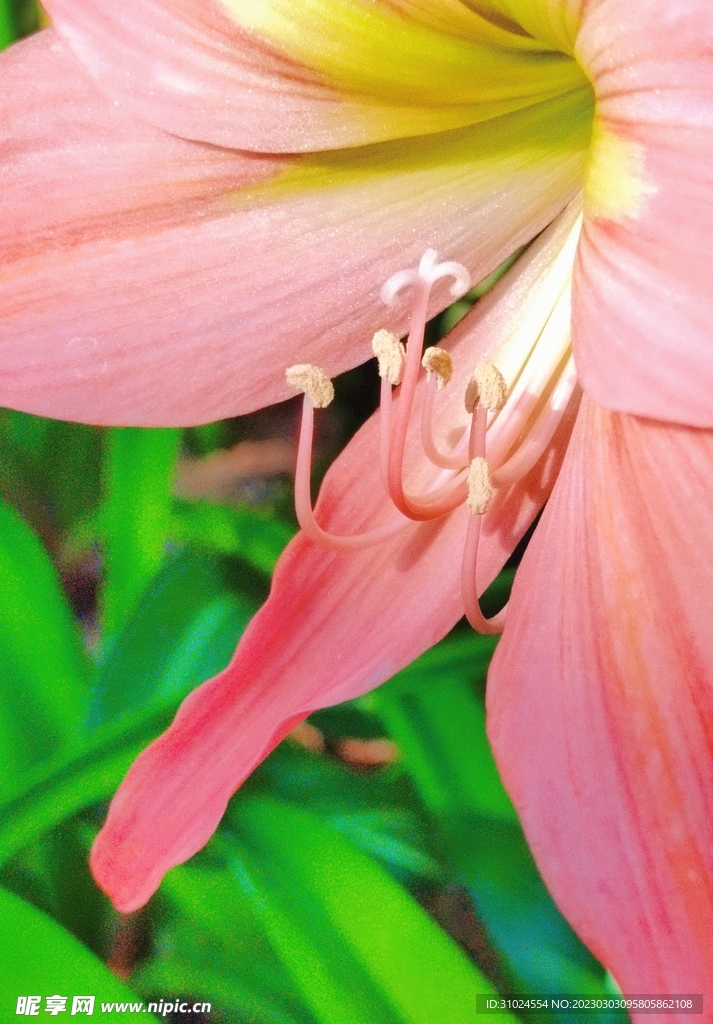 植物粉色花朵摄影