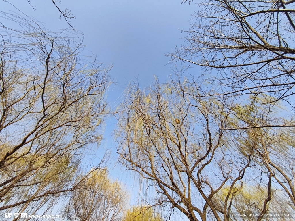 仰拍樹枝