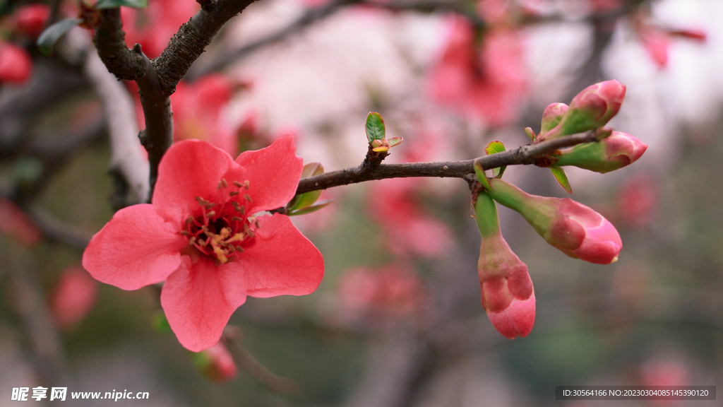桃花