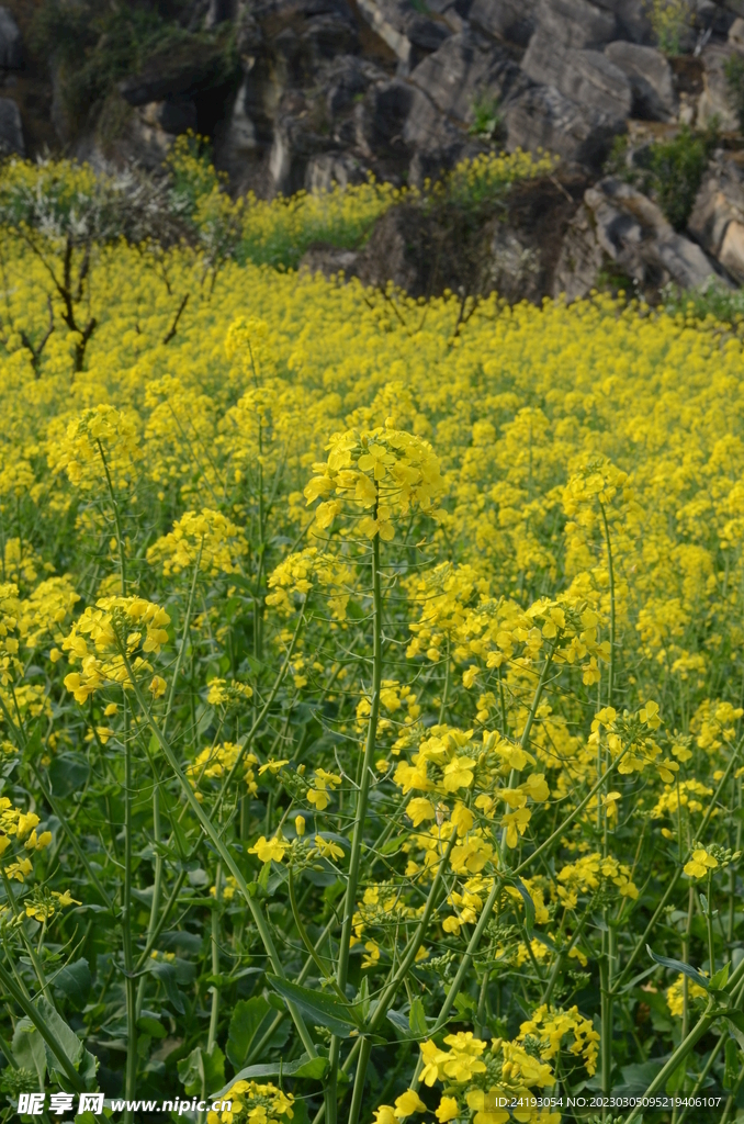 油菜花