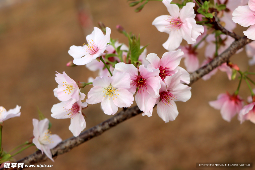 樱花