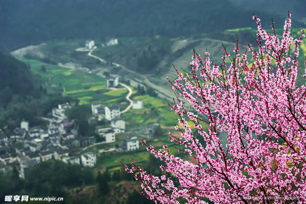 桃花林
