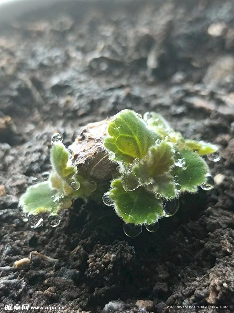 小小植物