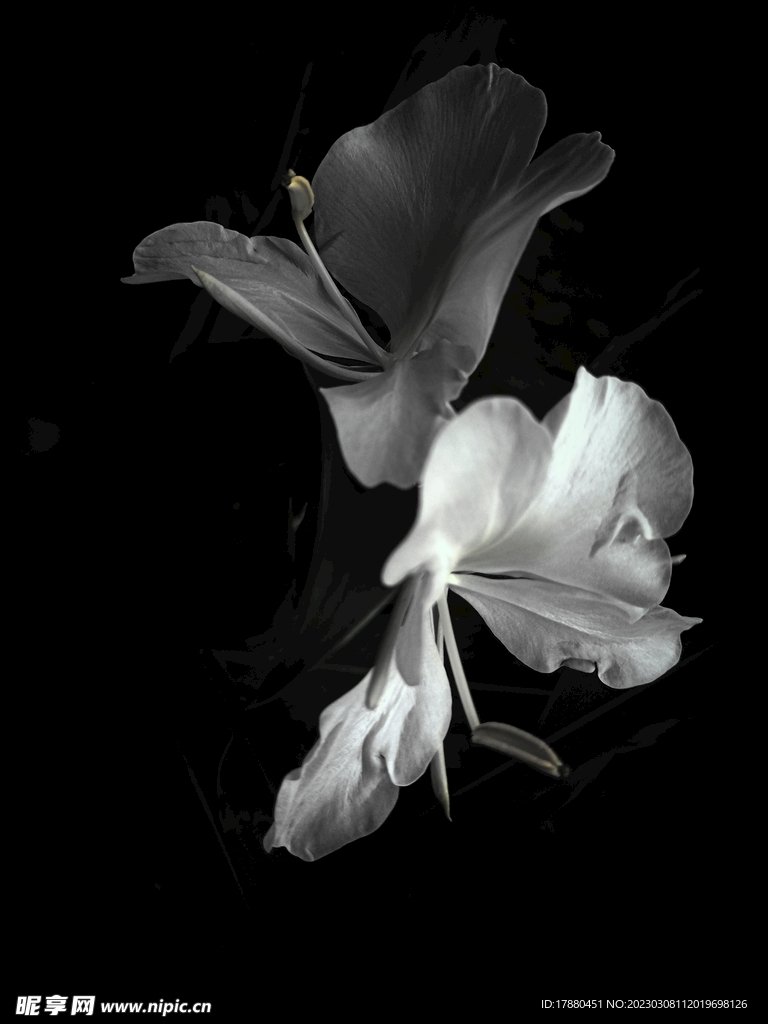 姜花