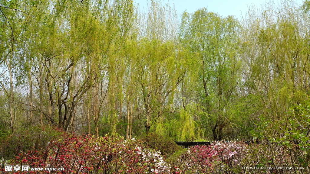 春天的柳树枝条