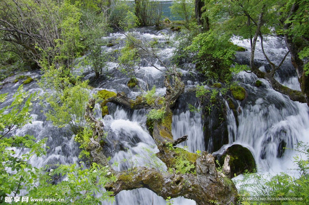 水間樹(shù)木