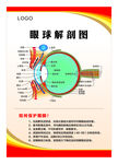 眼球 解剖图 保护眼睛