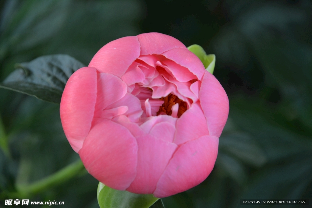 花牡丹