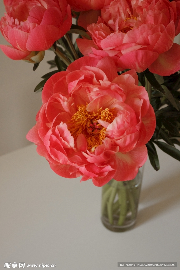 午時花