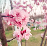 桃花 春天 公园 美景 花朵 