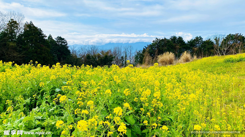 油菜花攝影圖