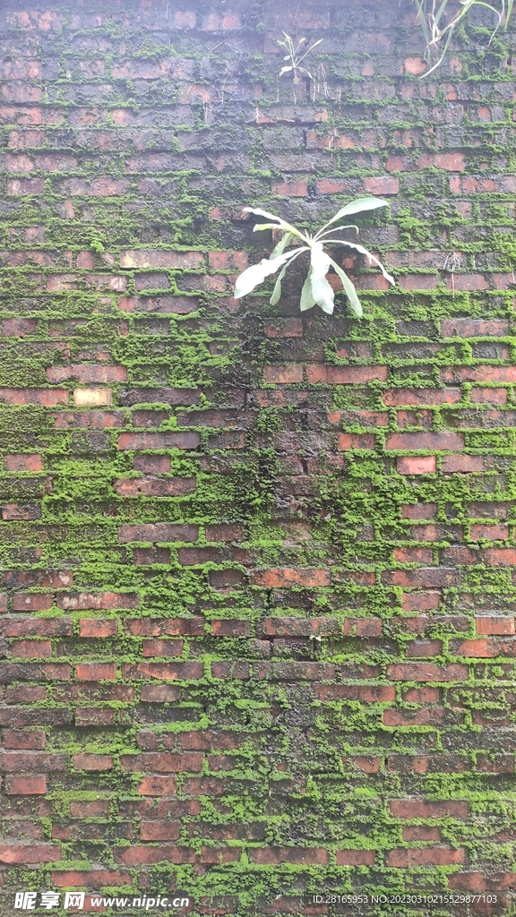 苔藓斑驳潮湿墙面